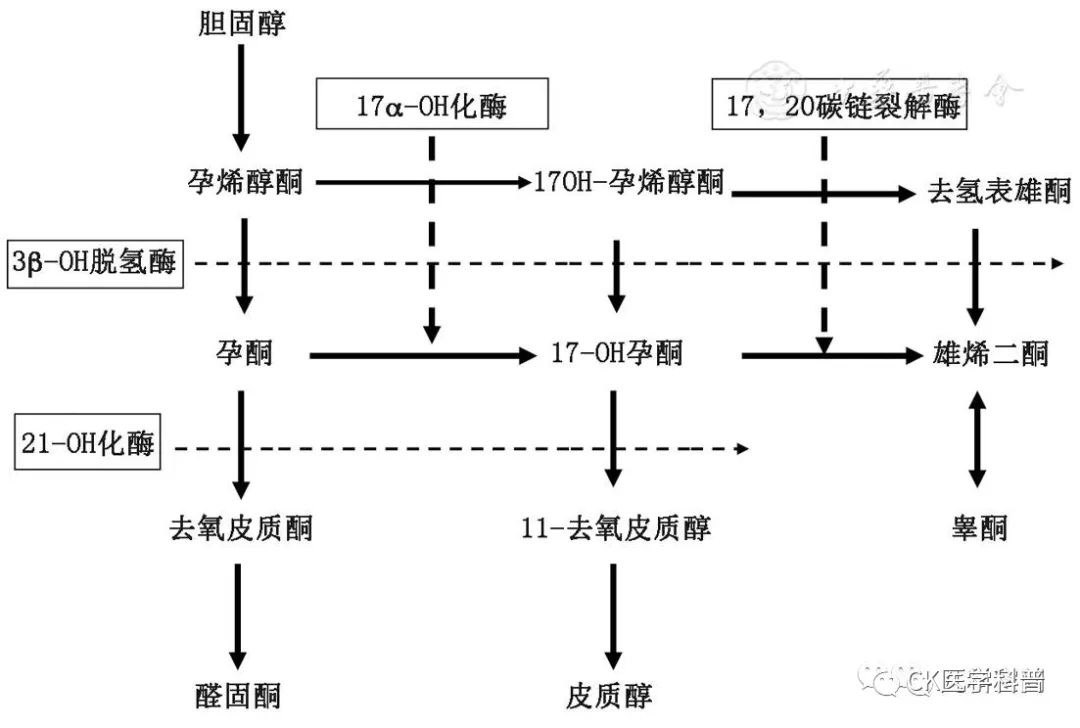 肾上腺皮质激素生物合成通路