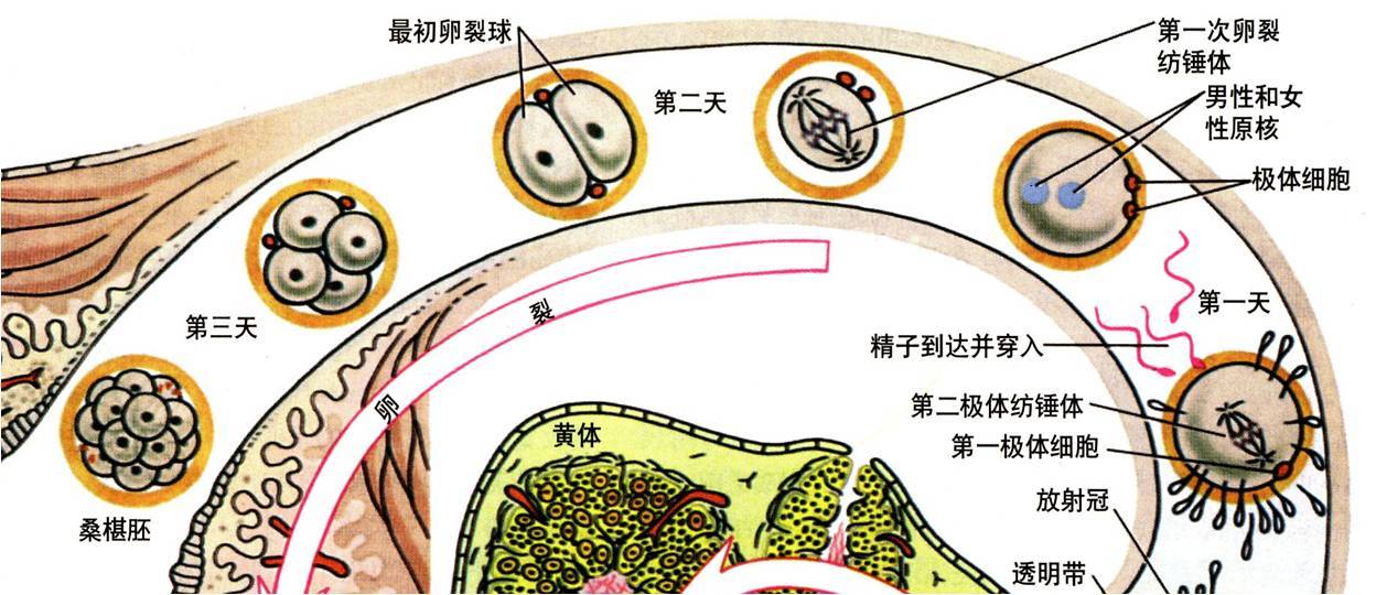 胚胎各阶段发育标准