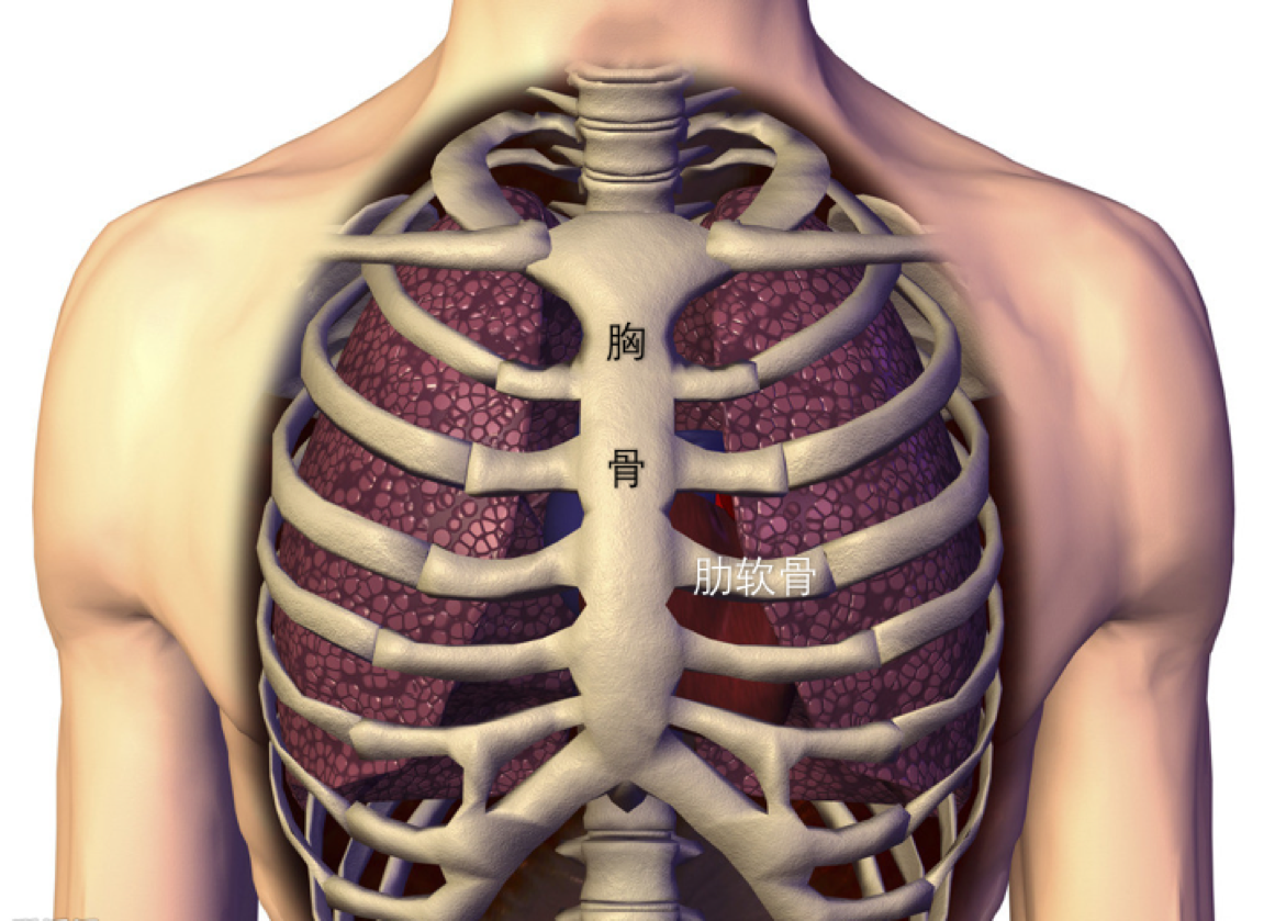肋骨分为骨性段和软骨段,借由肋软骨连接我们的胸骨,正是这些肋软骨
