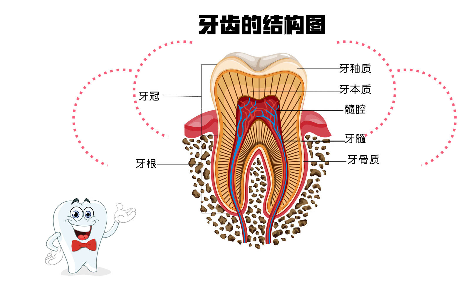 又分为牙釉质(珐琅质,牙本质(象牙质,牙髓(神经腺)等.