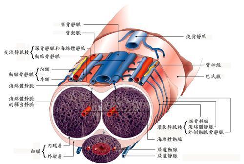 在勃起时阴茎海绵体内小动脉及血管窦的平滑肌细胞舒张松弛,动脉血流
