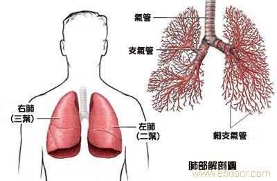呼吸系统疾病与消化系统疾病有哪些关系?_好
