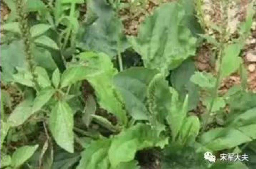 好大夫在线 宋军 > 可别小瞧了这种草,它可是对付痛风的宝!