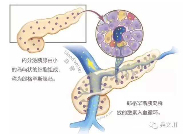 这些内分泌细胞不将酶排入胰腺导管,相反他们释放的激素如胰岛素或胰