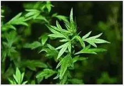 儿童哮喘宝典:预防花粉过敏