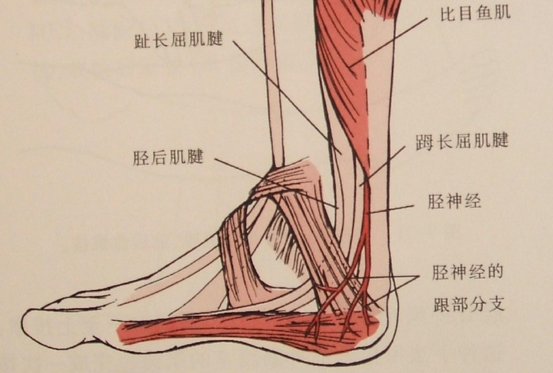 屈肌支持带起于内踝近端10cm处,覆盖于踝管表面.