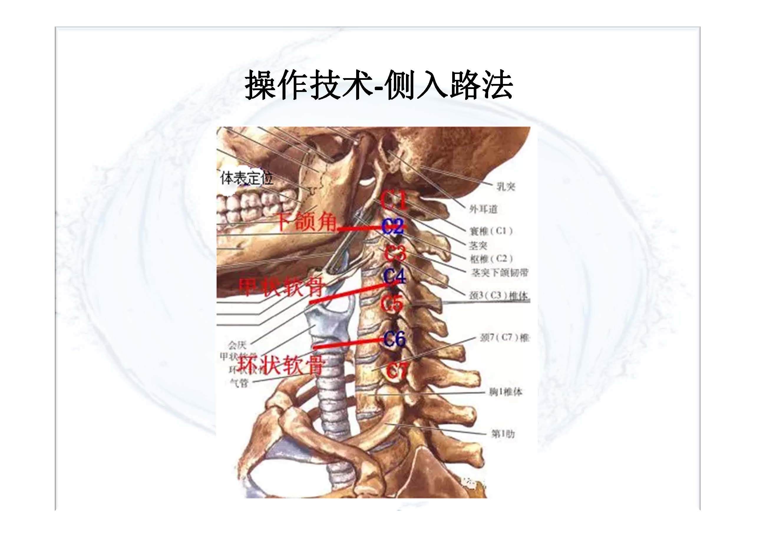 一、椎旁阻滞的应用解剖基础
