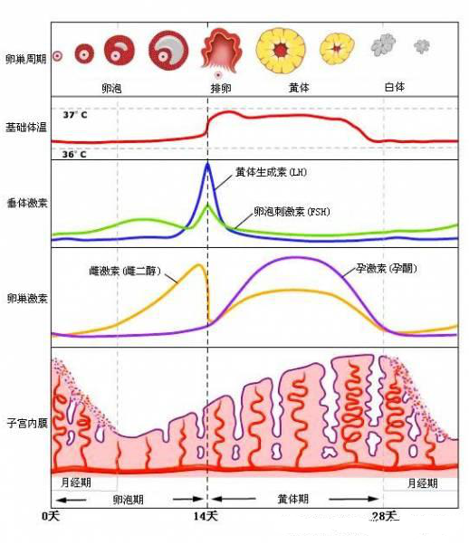 下图中我们可以看到,月经周期各个时段的性激素水平是不断变化的,每一