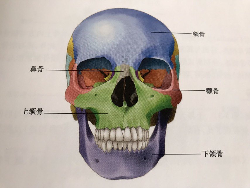 颌骨是什么部位