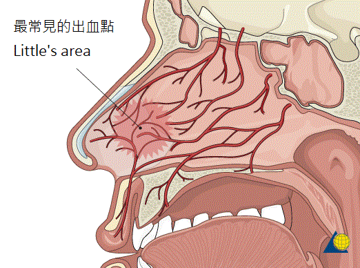 鼻出血解剖.gif