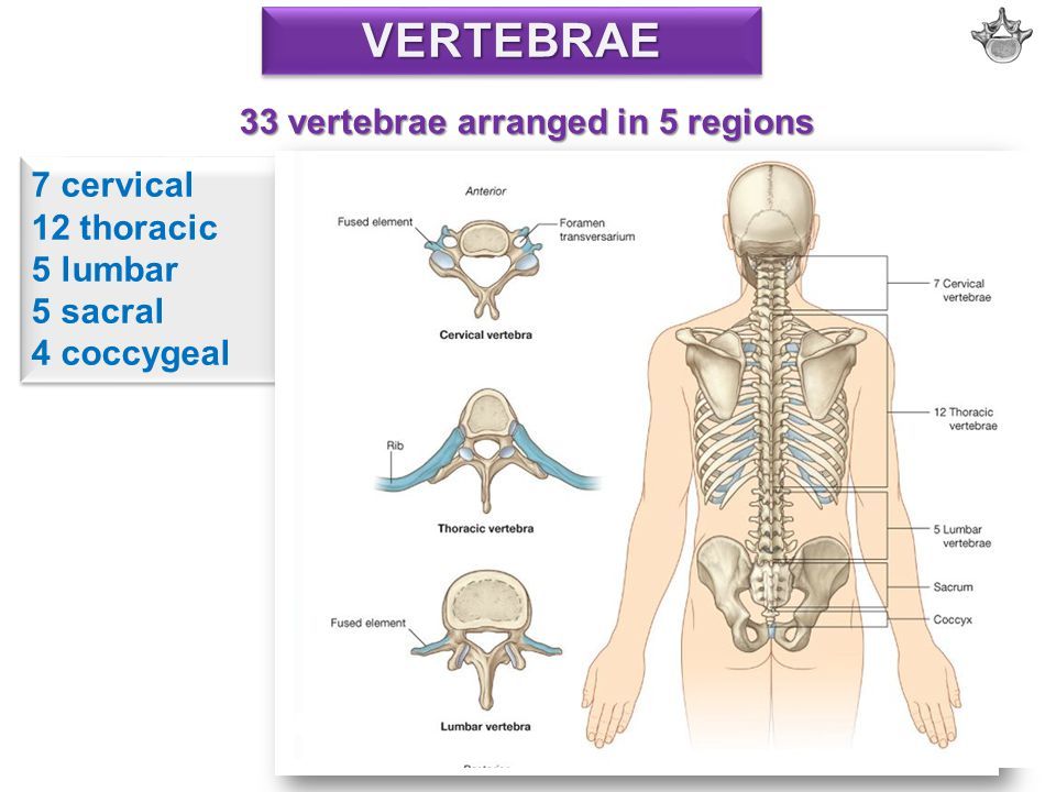 vertebrae 33 vertebrae arranged in 5 regions 7 cervical 12