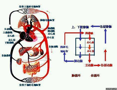 心脏循环:第一左右不直接联通,第二所有静脉血必须通过肺部过滤加氧