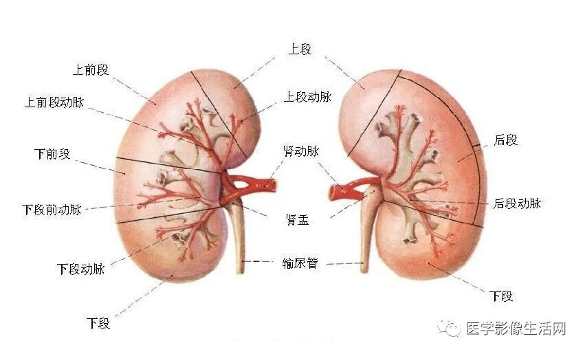 逐渐由粗到细地分支,越分越细,先分成弓状动脉,接着再分为小叶间动脉