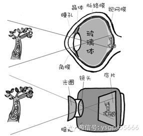 眼睛一架超精密照相机