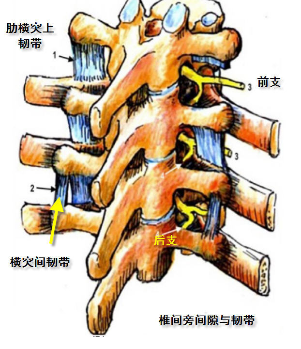 三维显微ct观察胸椎旁间隙解剖结构的新发现