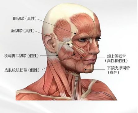 面部支撑韧带之假性韧带