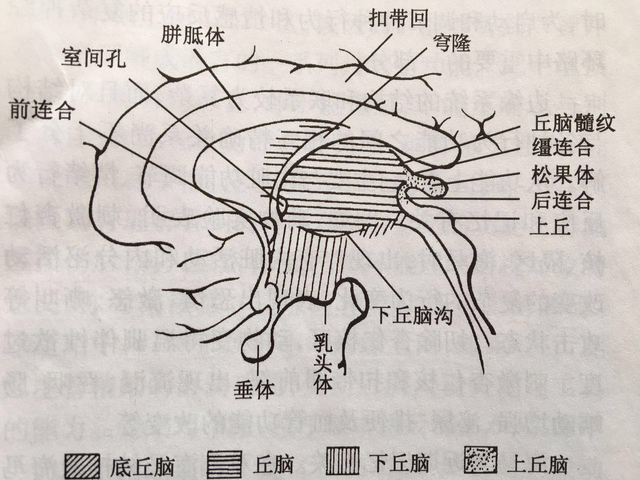 松果体位于丘脑的上后方,两上丘间的浅凹内,以柄附于第三脑室顶的后部