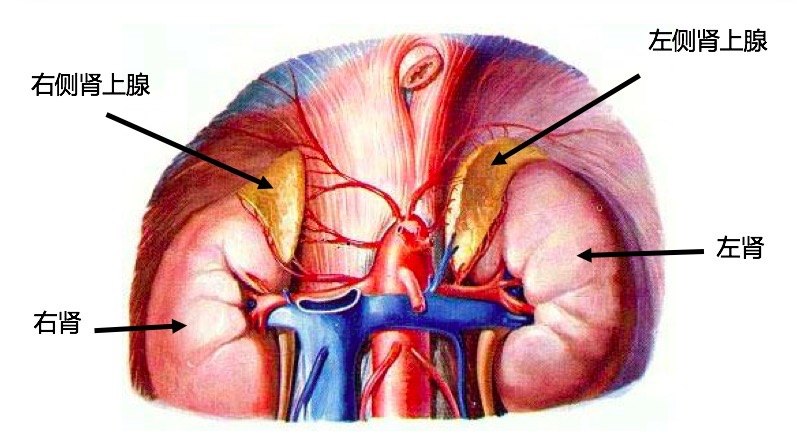 肾上腺1525143721593.jpg