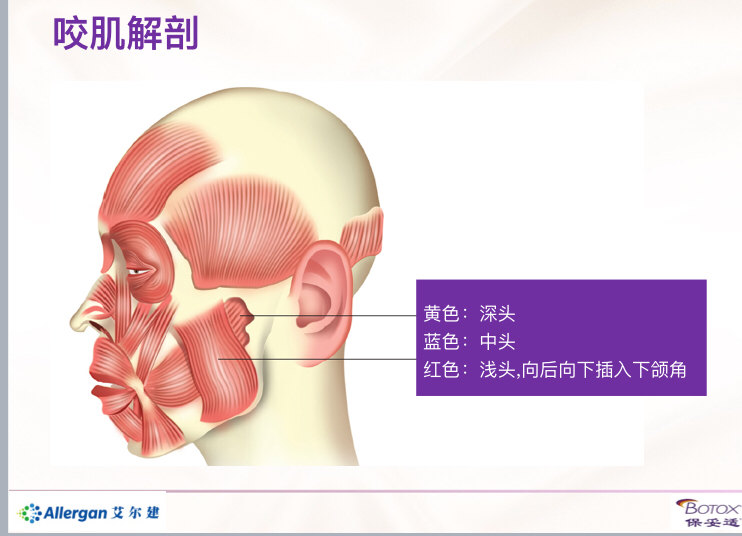 咬肌解剖