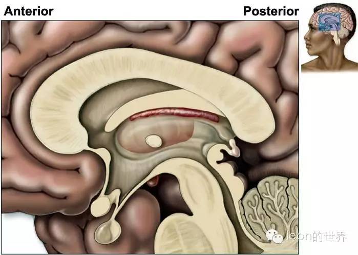 史上最全三脑室解剖图谱