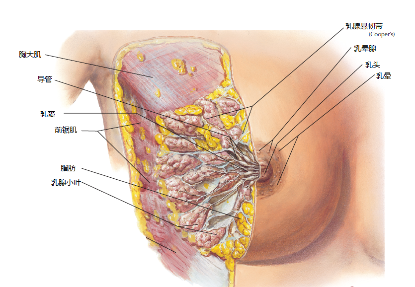 要了解乳腺的各种疾病,首先必须对正常乳腺的解剖结构及生理有一个