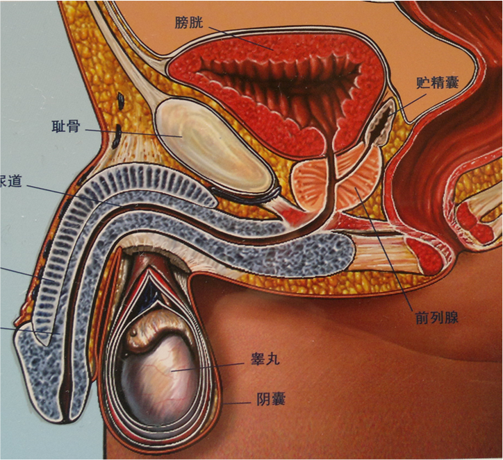 前列腺位于膀胱出口,在肛门前方的会阴部深处(见下图),其形状好比是一