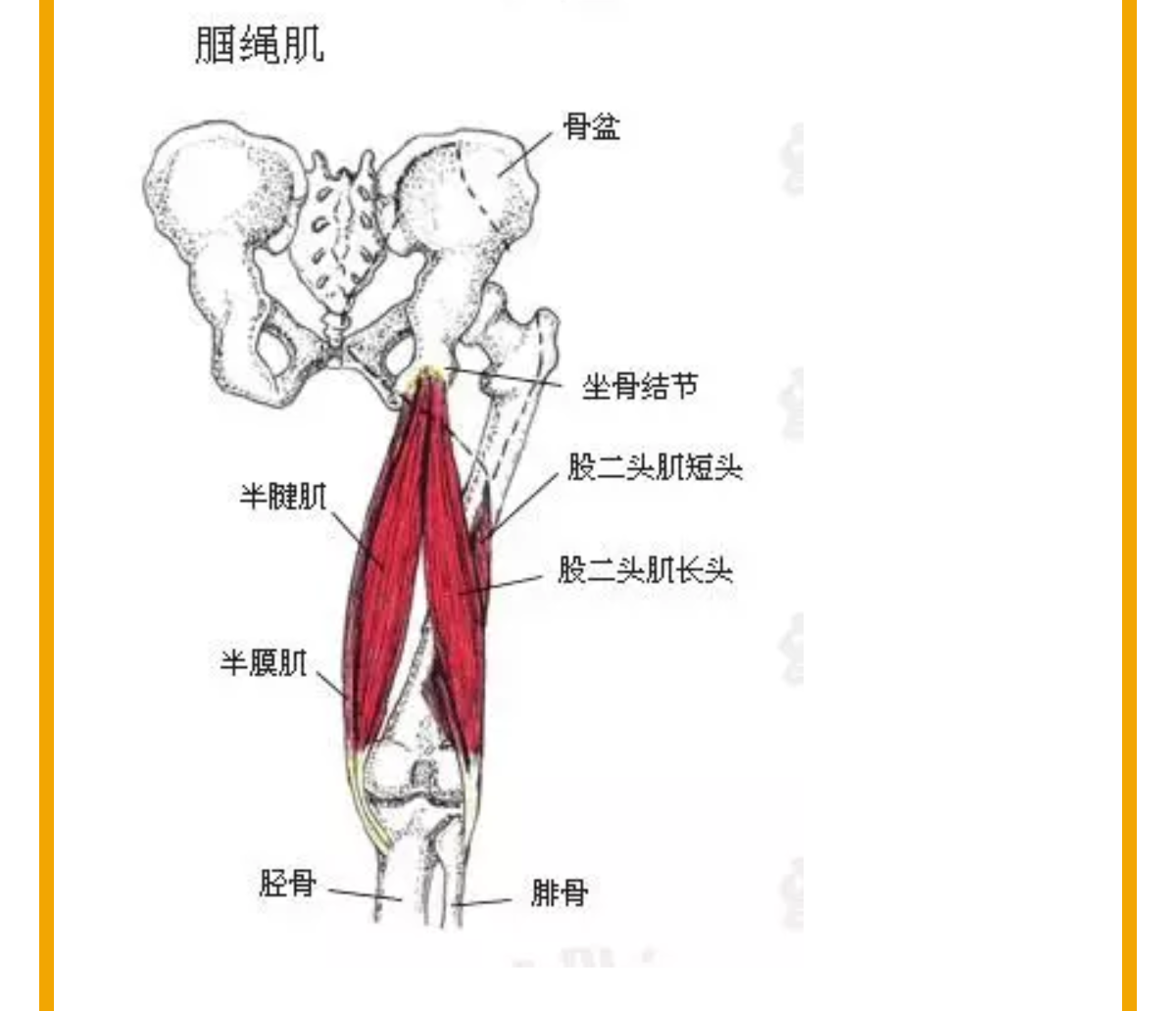 什么是腘绳肌损伤?如何诊治?