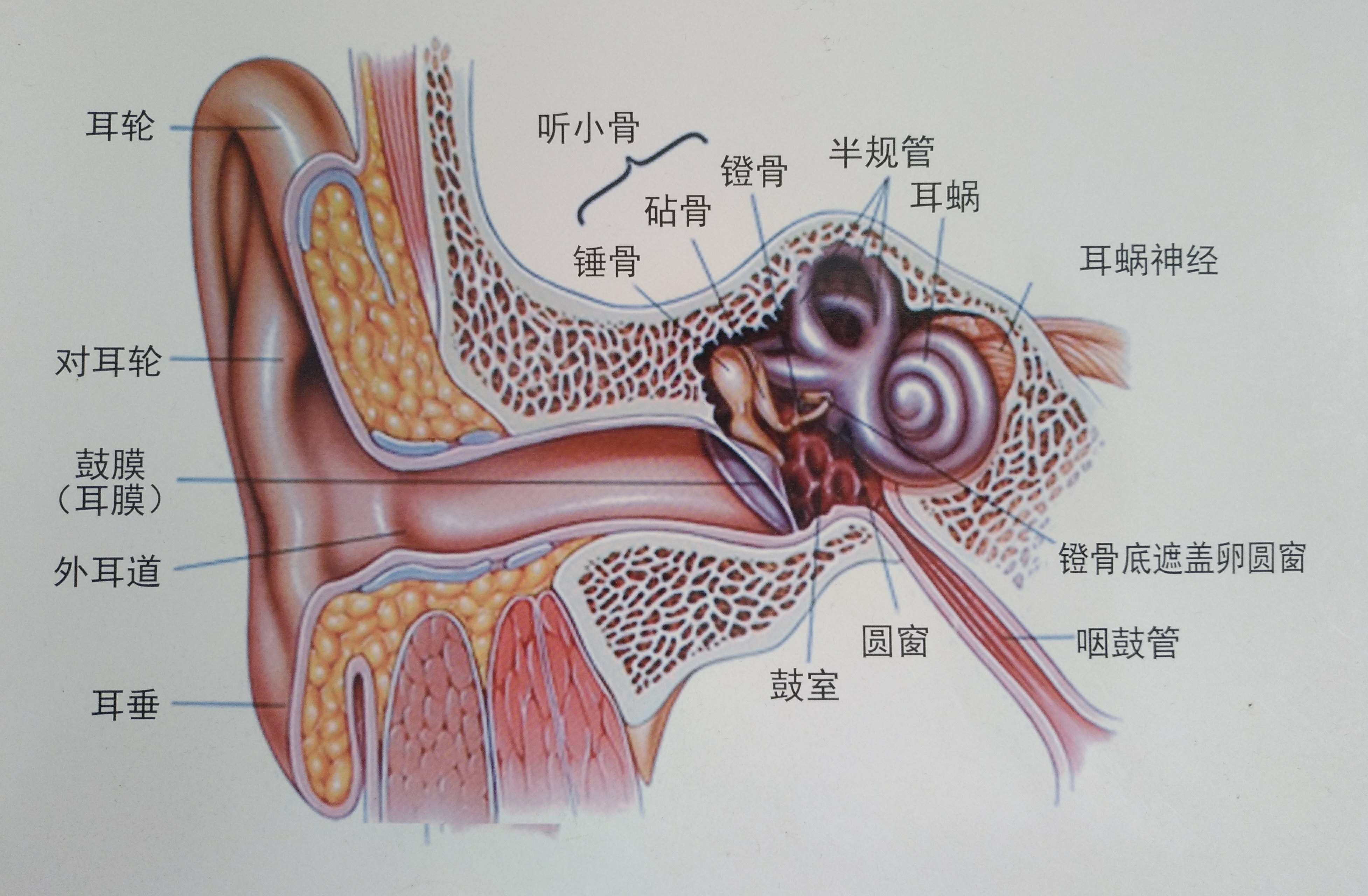 中耳炎是什么为什么会得中耳炎呢