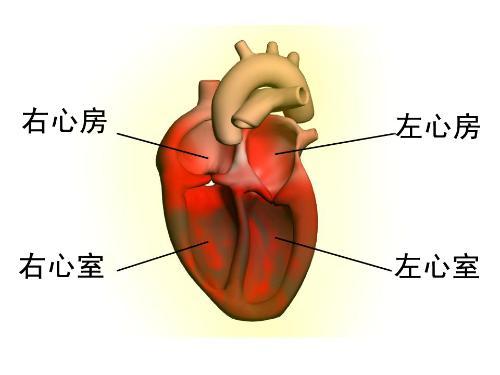 正常心脏分为四个心腔,左,右心房和左,右心室,在他们之间存在一个完整