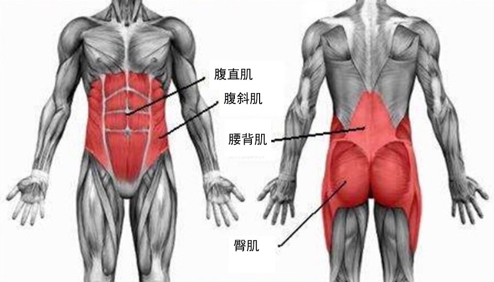 核心肌群主要包括腹部前后围绕躯体,维持脊柱稳定的肌肉群