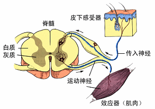 它会潜入皮肤的感觉神经末梢,并沿着神经纤维,向脊髓后根神经节移动