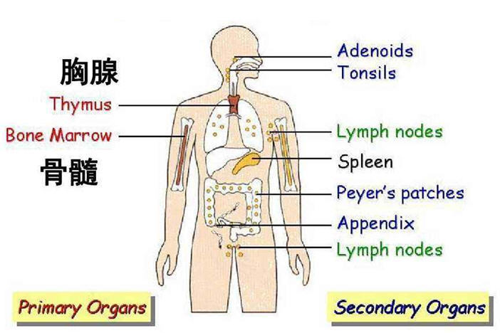 胸腺保养与您的寿命有关