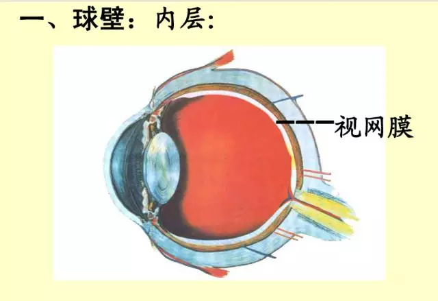 最全的眼解剖与生理图片(值得收藏.