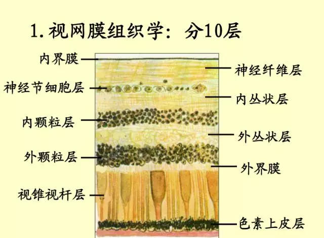 最全的眼解剖与生理图片值得收藏