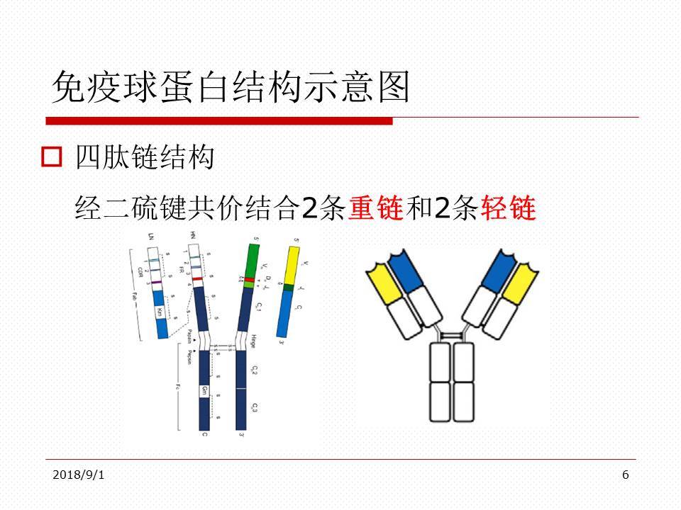 免疫球蛋白在复发性流产中的应用及注意事项