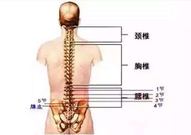 关于腰椎的使用说明