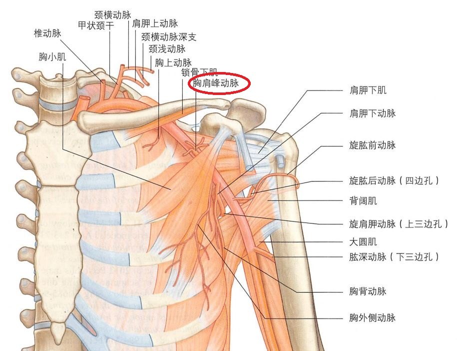 胸肩峰动脉是怎么走行的