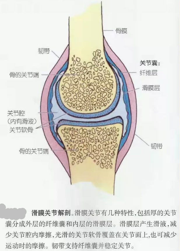 滑膜细胞分泌滑液,可以保持关节软骨面的滑润,增加关节活动范围.