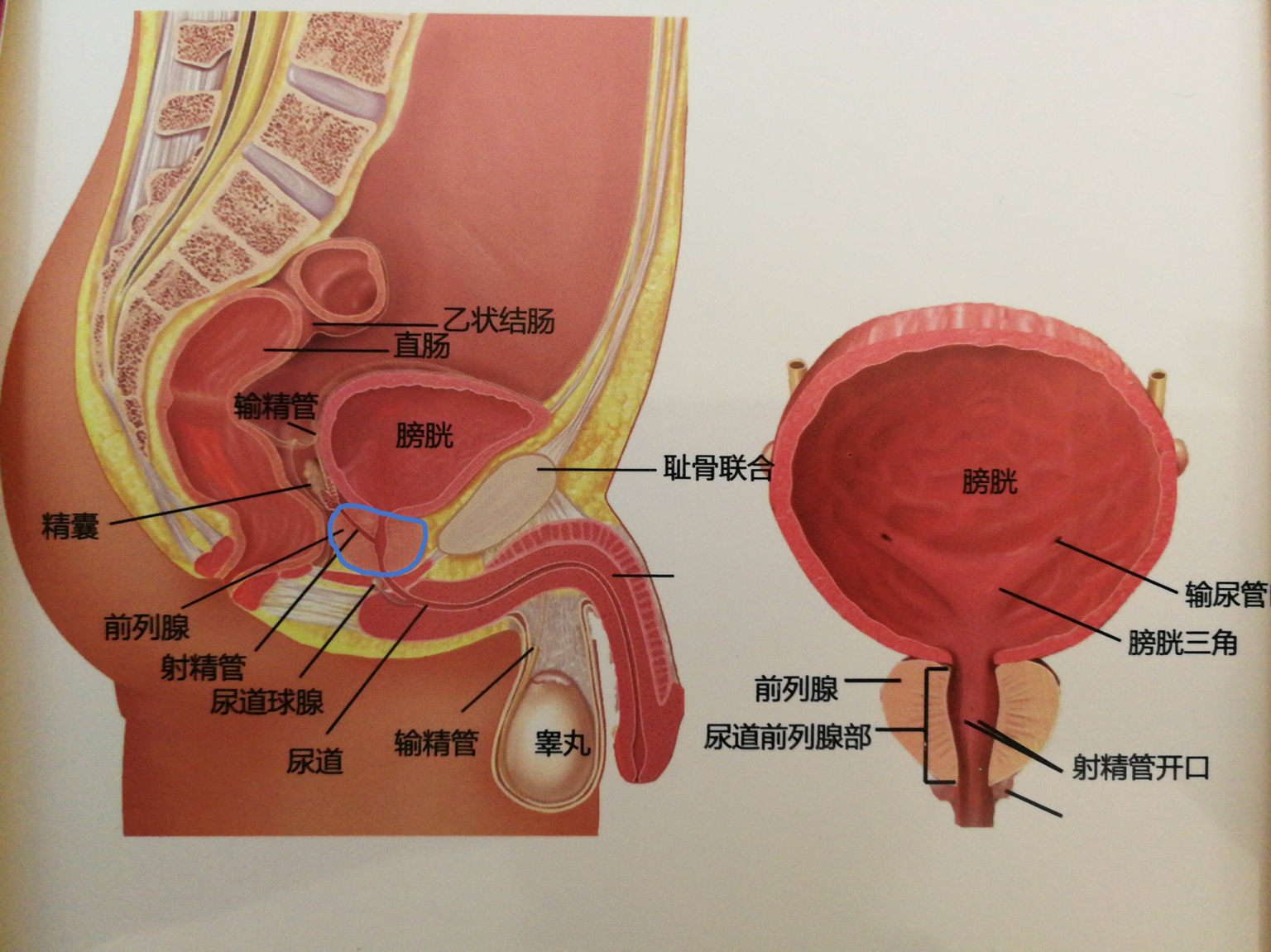图一:图中紫蓝色器官为前列腺,其在盆腔中大体位置如图所示.