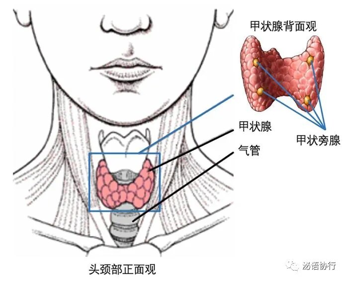 ifeng.com/c/s/7nd7sduotw9 4 甲状旁腺功能减退有哪些表现?