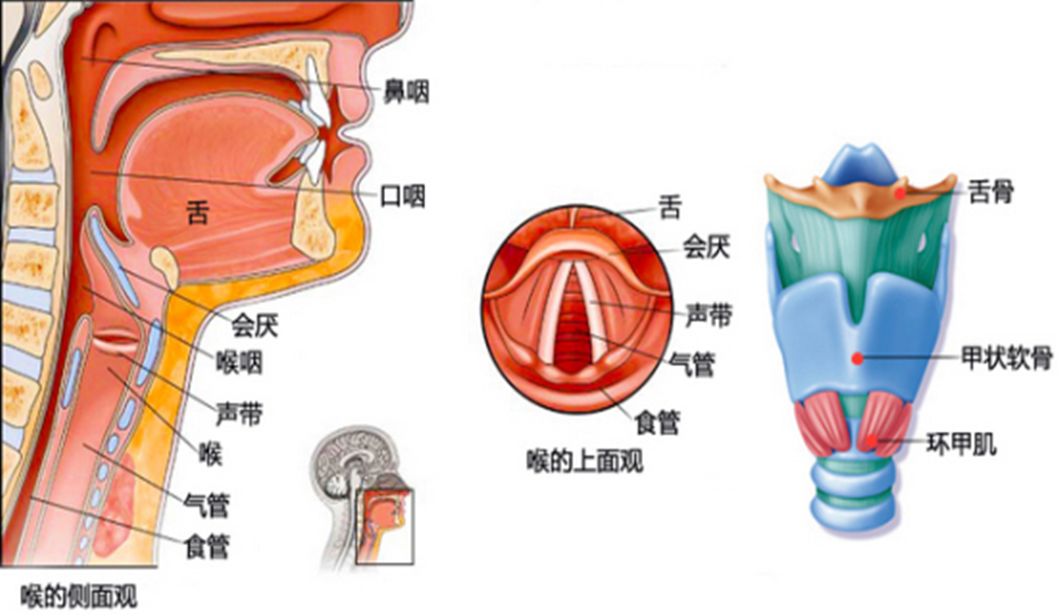 喉部按摩给老师们教师节的礼物