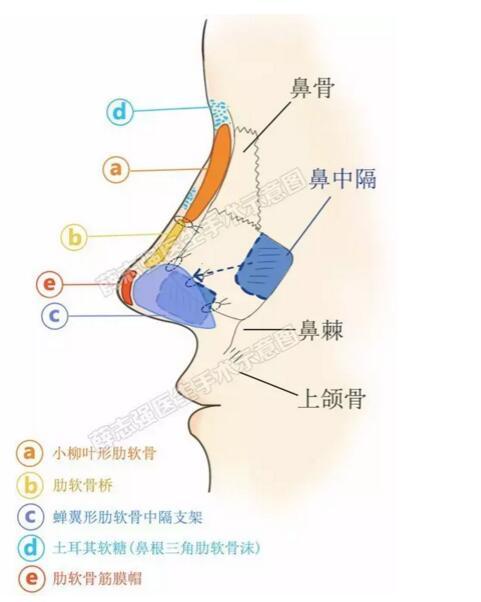 所就是: 1,鼻子每个部分的衔接过渡; 2,鼻尖翘度和长度; 3,鼻子宽度和