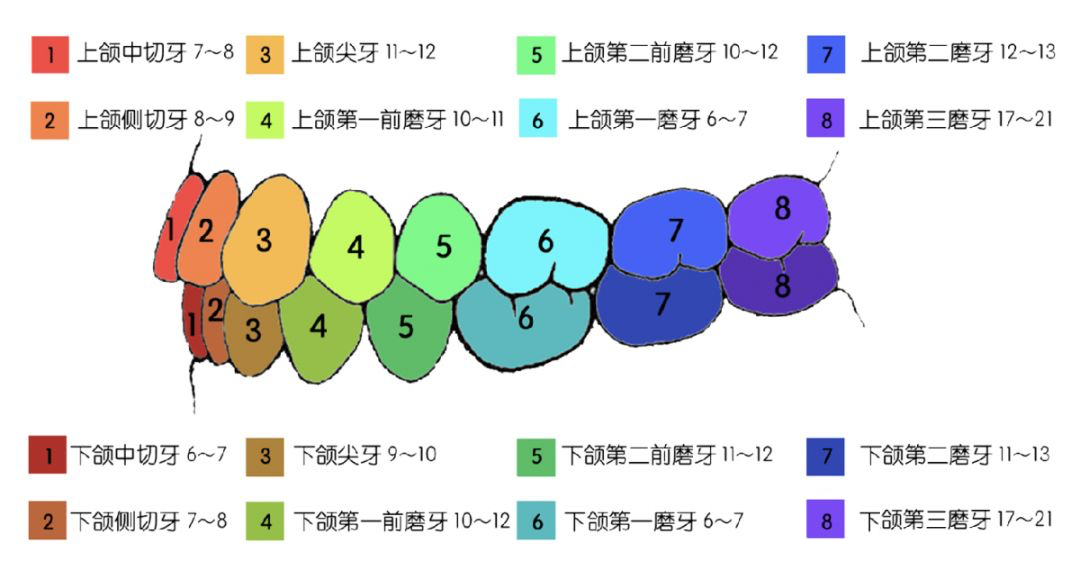 儿童牙齿关于612岁小朋友常见的口腔问题