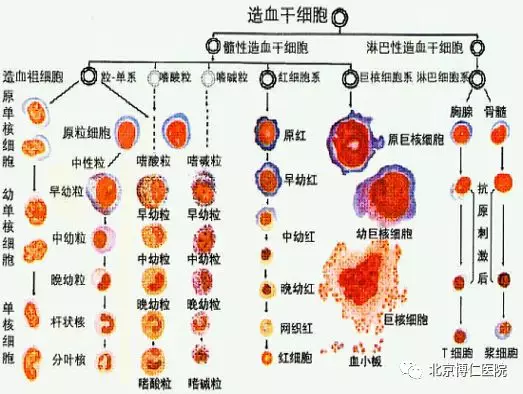 (造血干细胞分化示意图)