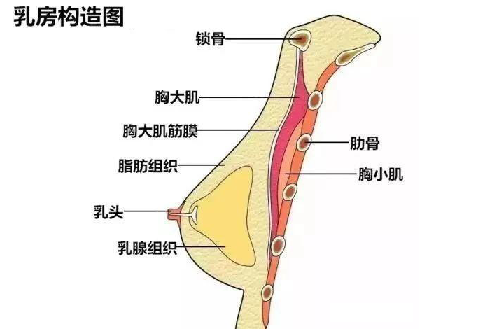 如何用自体脂肪养成
