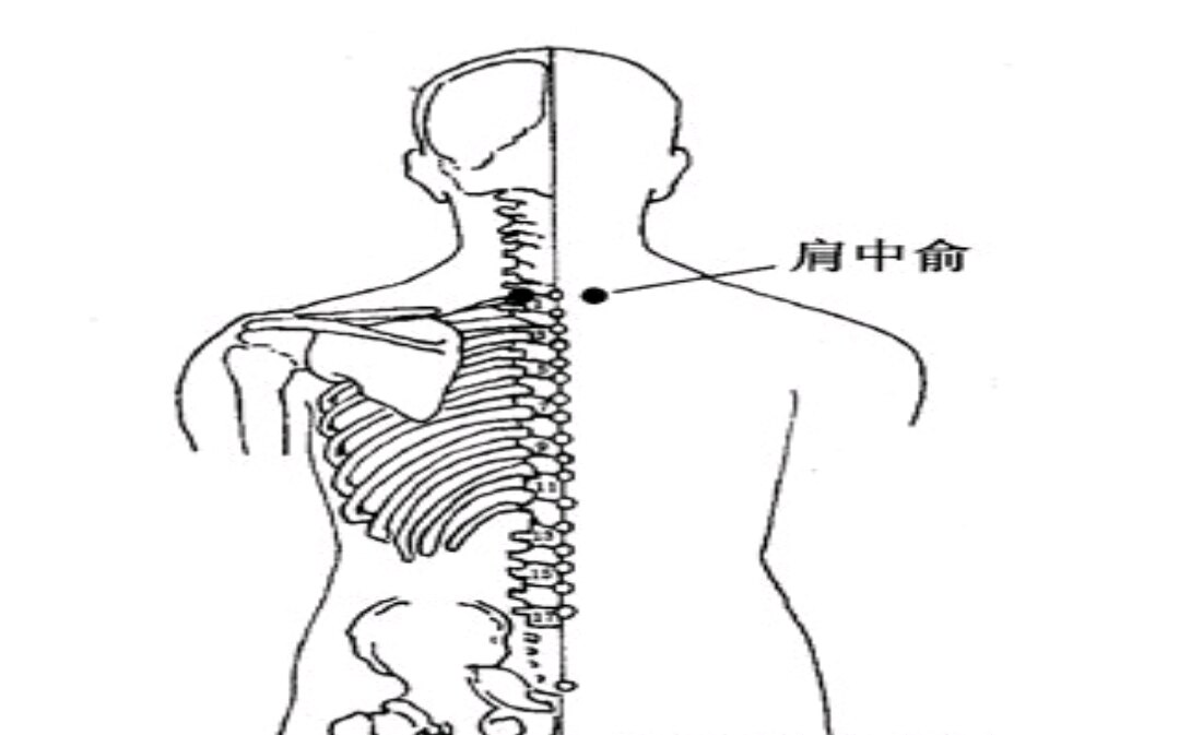 穴位介绍之肩中俞