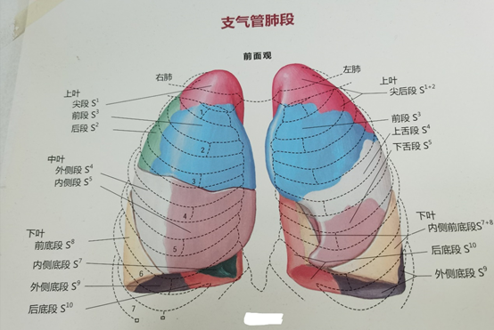 第二张图是从人体正面来看肺段的位置.