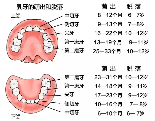 乳恒牙萌出合替换时间宝宝是6个月开始长牙,直至两岁半所有乳牙萌出