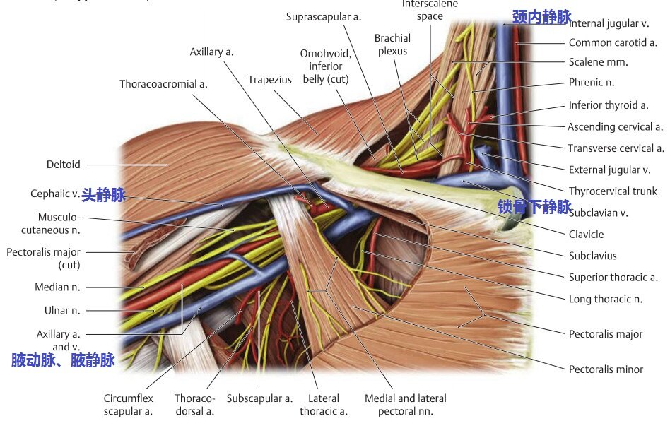 肩关节周围血管:头静脉,腋静脉和锁骨下静脉三者有什么关系?