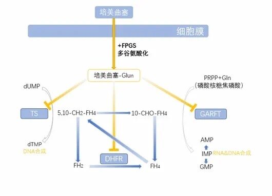 叶酸,同时抑制胸苷酸合成酶(ts)和甘氨酰胺核苷酸甲酰基转移酶(garft)